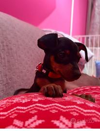 Cucciola di pinscher