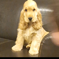 Cocker Spaniel Inglese Pedigree per monta
