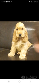 Cocker Spaniel Inglese Pedigree per monta