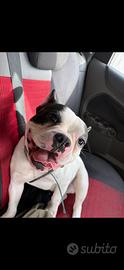 Buledog francese monta