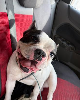 Buledog francese monta