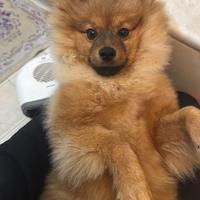 Cane volpino di pomeriana