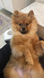 Cane volpino di pomeriana