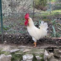 Gallo e gallina