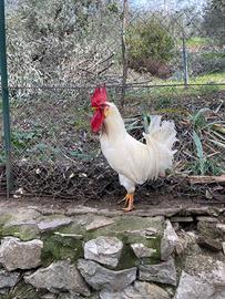 Gallo e gallina