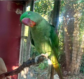 Pappagalli Grandi Alessandrini