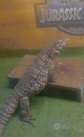 Tegu argentino
