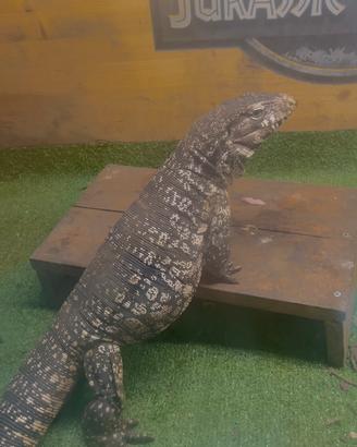 Tegu argentino