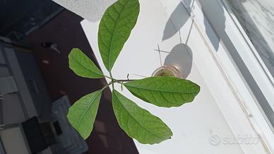 Pianta di avocado