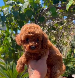 Cucciolo di barboncino mini toy red