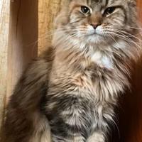 Maine Coon