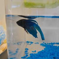 Betta spenders maschio