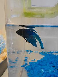 Betta spenders maschio