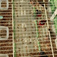 Cardinalini del Venezuela