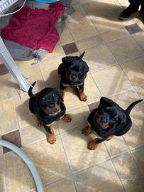 Cucciole rottweiler pedigree