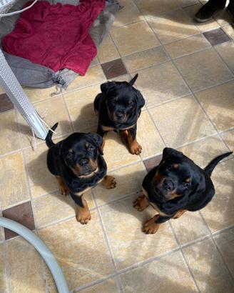 Cucciole rottweiler pedigree