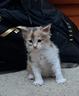gattini-cuccioli-di-maine-coon