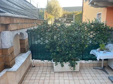 Gelsomino invaso due pezzi