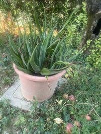 Piante agave e grasse