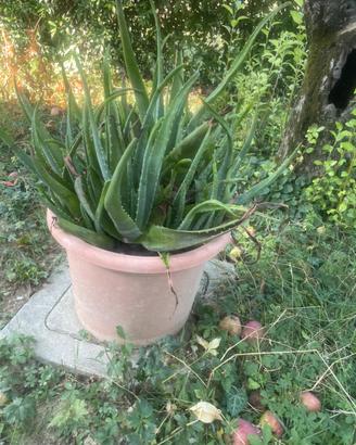 Piante agave e grasse
