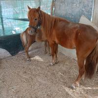 Cavallo pony