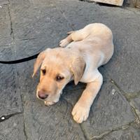 Labrador