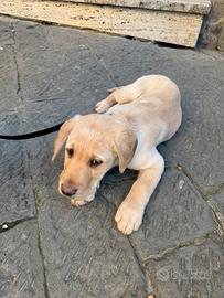 Labrador