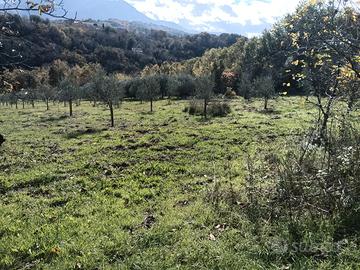 Terreno Uliveto