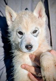 Cuccioli di Siberian Husky