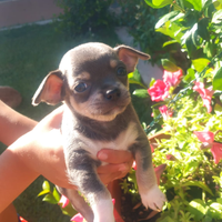 Ciwawa con o senza pedigree