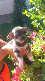 Ciwawa con o senza pedigree