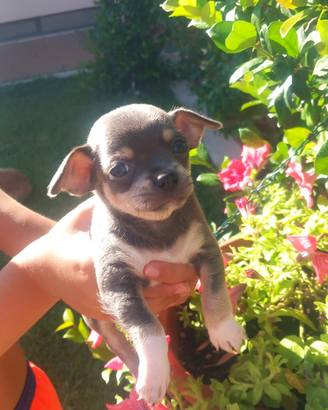 Ciwawa con o senza pedigree