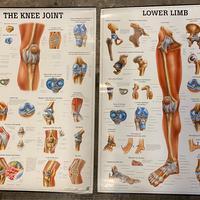 PANNELLI per studio MEDICO / FISIOTERAPICO