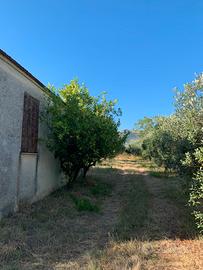 Terreno agricolo Cori