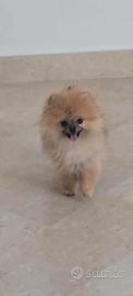 toy pomerania maschio spitz tedeschi nano pedigree
