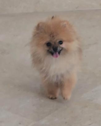 toy pomerania maschio spitz tedeschi nano pedigree