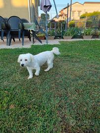Maltese 