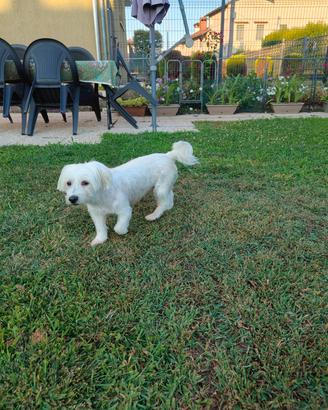 Maltese 