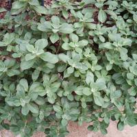 1 pianta di origano cubano