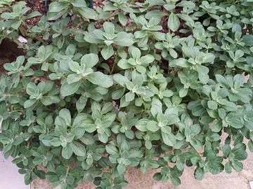 1 pianta di origano cubano