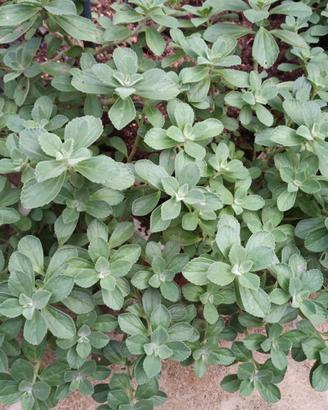 1 pianta di origano cubano