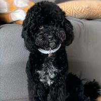 Vorrei far accoppiare il mio barboncino