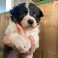 Pastori Australiani - Australian Shepherd