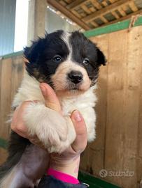 Pastori Australiani - Australian Shepherd