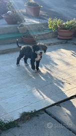 Ultimo cucciolo di barboncino nano