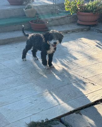 Ultimo cucciolo di barboncino nano