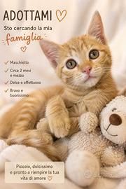 Gatto color arancione