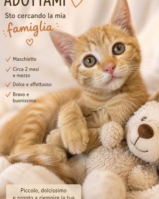 Gatto color arancione