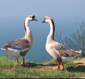 Oca cignoide appartenente agli anatidi