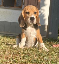 Beagle cucciola disponibile
